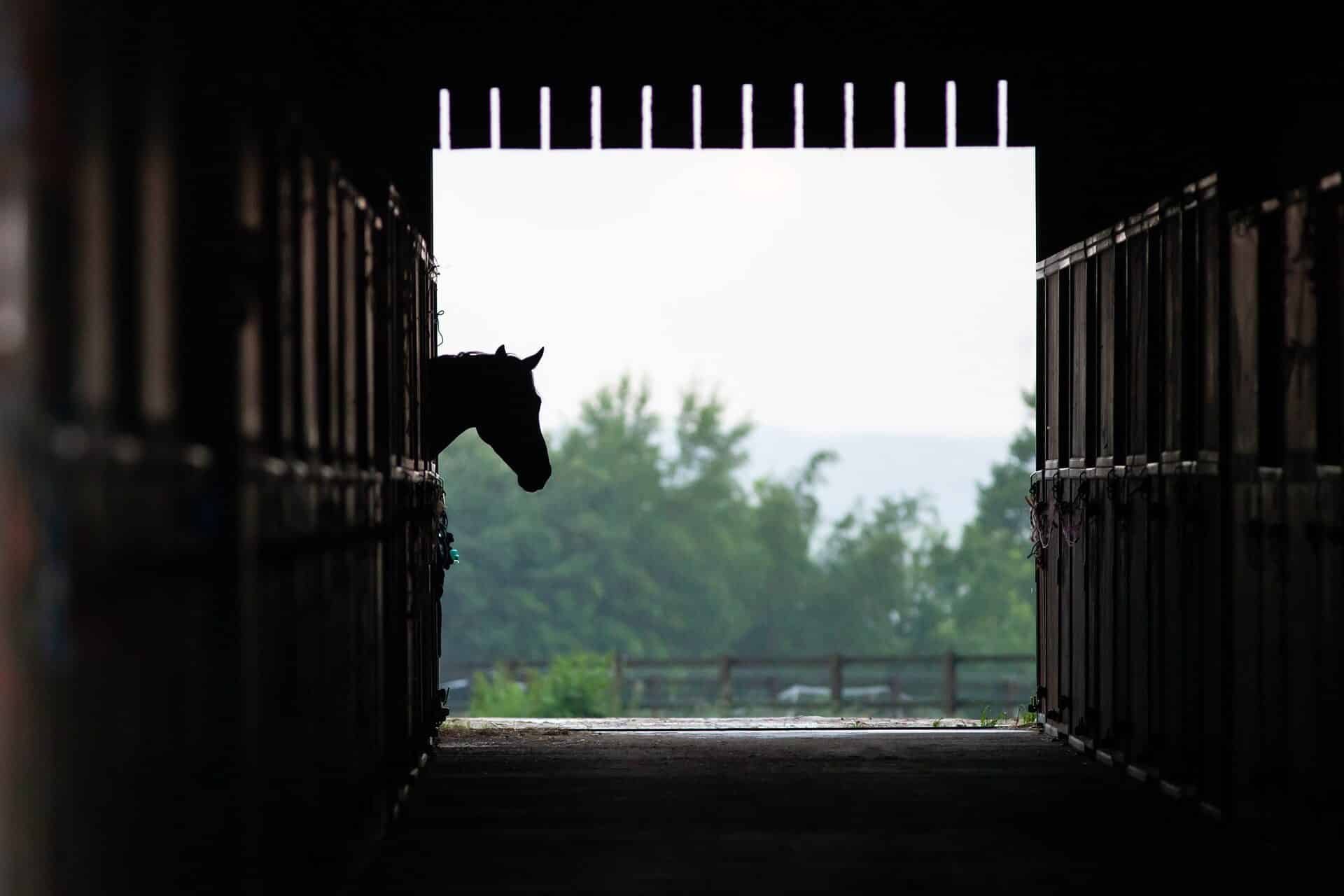 horse run in shed stall